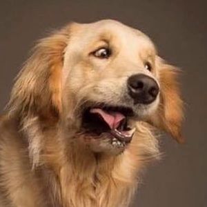 Meet your Posher, Francis